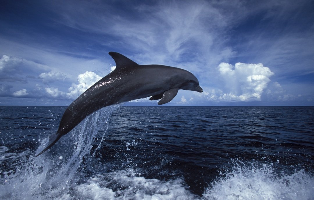 фото дельфинов4